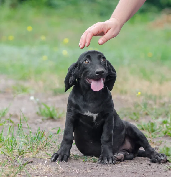 Mão humana está prestes a acariciar um cachorro — Fotografia de Stock