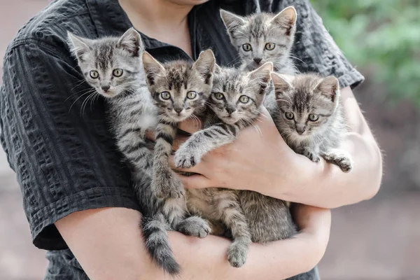 Ramo de gatitos tabby en manos femeninas — Foto de Stock