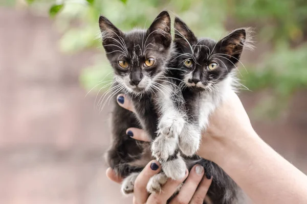 人間の手に2匹の黒と白の子猫 — ストック写真