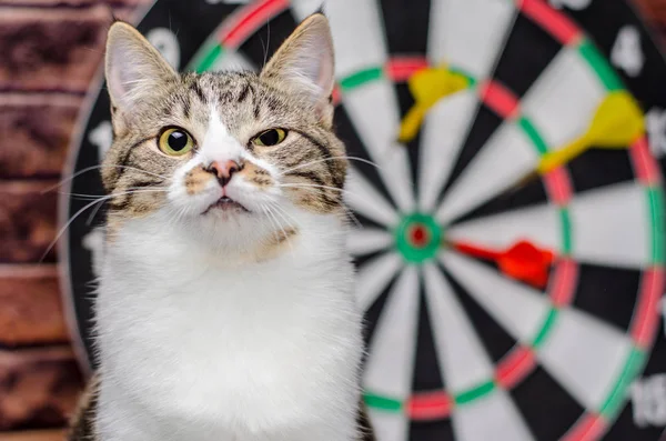 Ritratto di un gatto tabby sullo sfondo di un cerchio di da — Foto Stock