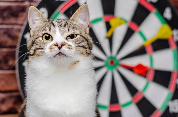 Da bir dairenin arka planına karşı bir tekir kedi portresi — Stok fotoğraf