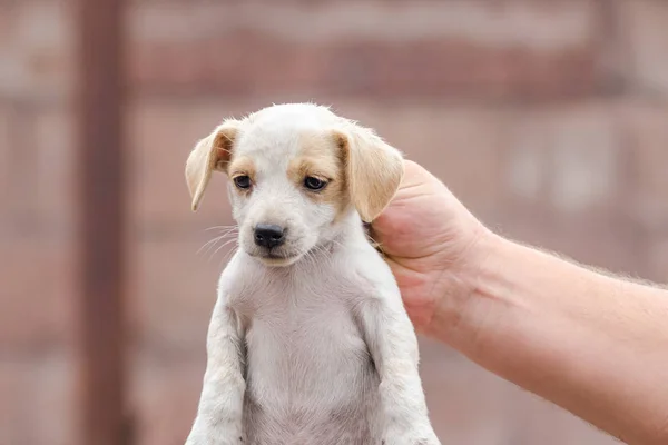 Male hand is holding the neck of a little puppy — Stock Photo, Image