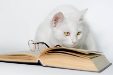 gözlüklü beyaz kedi ve temiz bir arka plan üzerinde bir kitap yakın