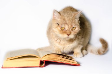 beyaz bir arka plan yakından bir kitap ile gözlük kırmızı kedi