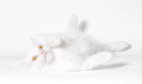 Gato fofo branco com olhos amarelos encontra-se em um fundo branco clo — Fotografia de Stock