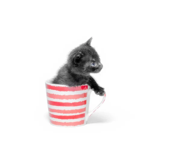 小可爱的黑色小猫坐在一个杯子孤立在白色背景特写 — 图库照片