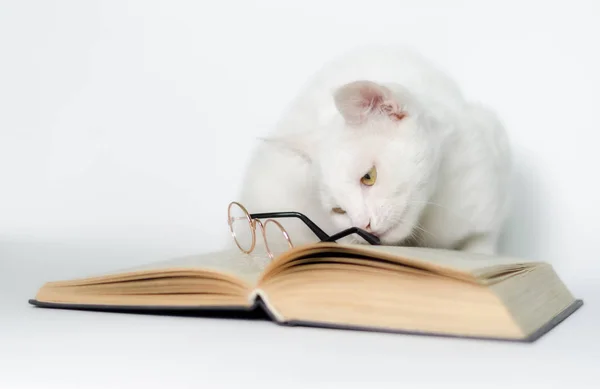 Gato branco com óculos e um livro em um fundo limpo de perto — Fotografia de Stock