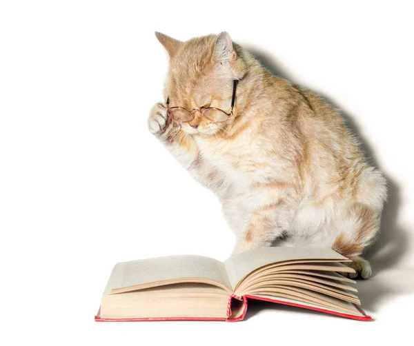Gato vermelho em óculos com um livro sobre um fundo branco de perto — Fotografia de Stock