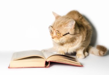 beyaz bir arka plan yakından bir kitap ile gözlük kırmızı kedi