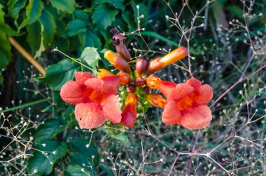 yeşil yaprakları ve kuru çim kırmızı campsys çiçekler