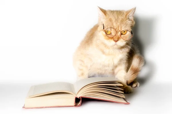 Gato vermelho em óculos com um livro sobre um fundo branco de perto — Fotografia de Stock