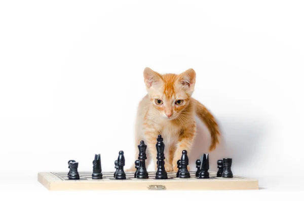 Χαριτωμένο μικρό κόκκινο γατάκι και σκάκι απομονωθεί σε λευκό φόντο — Φωτογραφία Αρχείου