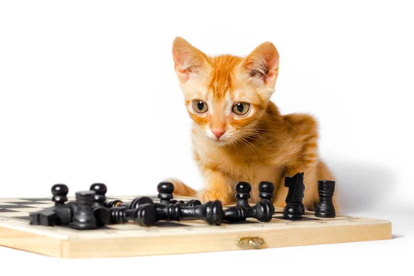 Милый маленький красный котенок и шахматы изолированы на белом фоне — стоковое фото