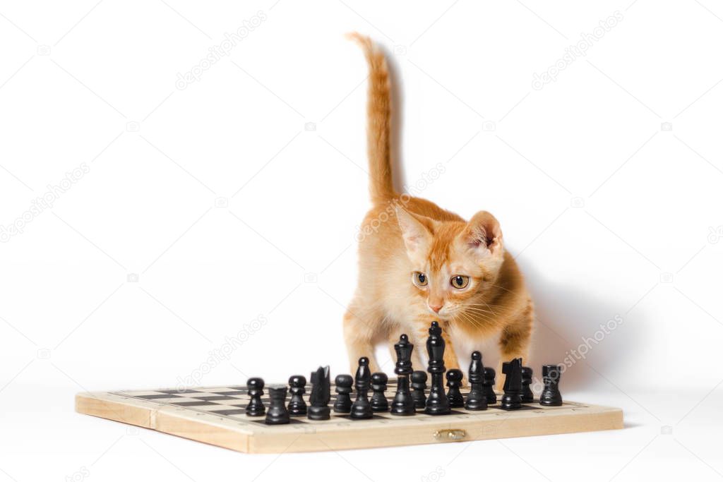 cute little red kitten and chess isolated on white background