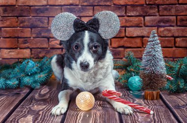Yeni Yıl yanlış kulakları siyah beyaz yetişkin köpek