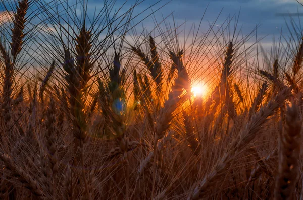 Råg fältet vid solnedgången mogna öron på bakgrunden av solnedgången med sol flare — Stockfoto