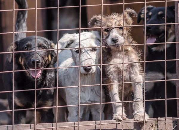 four puppies behind bars in a cage