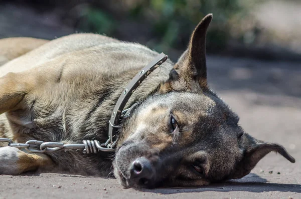 Outbred zincir köpek ne yazık ki yerde yatıyor
