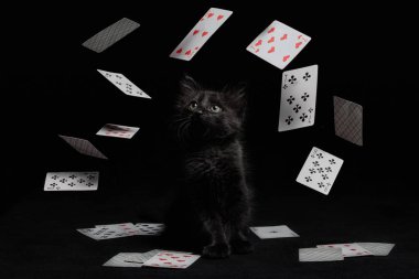 siyah bir kedi etrafında iskambil kartları kasırga