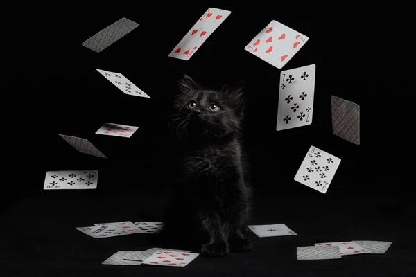 Turbilhão de cartas de jogo em torno de um gatinho preto — Fotografia de Stock