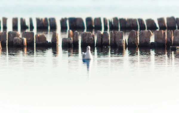Ein Vogel eine Möwe auf dem Wasser im Meer auf dem Hintergrund von Holzpfählen im Wasser — Stockfoto