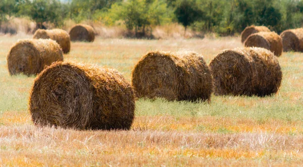 Autumn landscape round haystacks in green grass on a background of green trees — Stock Photo, Image