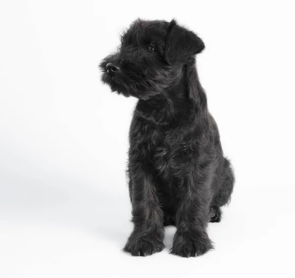 Piccolo cucciolo nero razza schnauzer miniatura su uno sfondo bianco primo piano isolato — Foto Stock