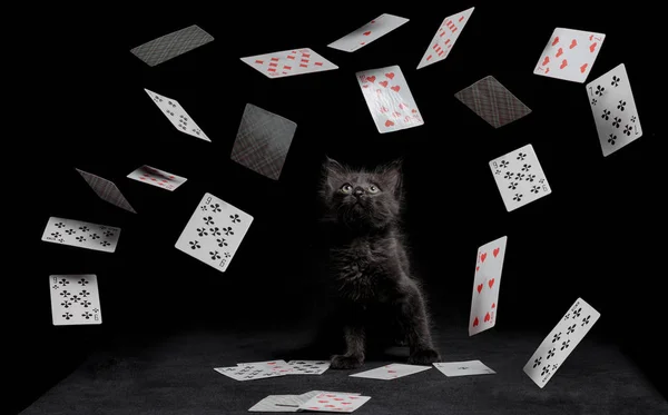 Гральні карти падають на маленького кошеня, що сидить на чорному столі — стокове фото