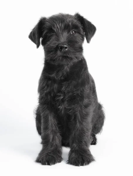 Poco negro cachorro crianza miniatura schnauzer sobre un blanco fondo de cerca aislado —  Fotos de Stock