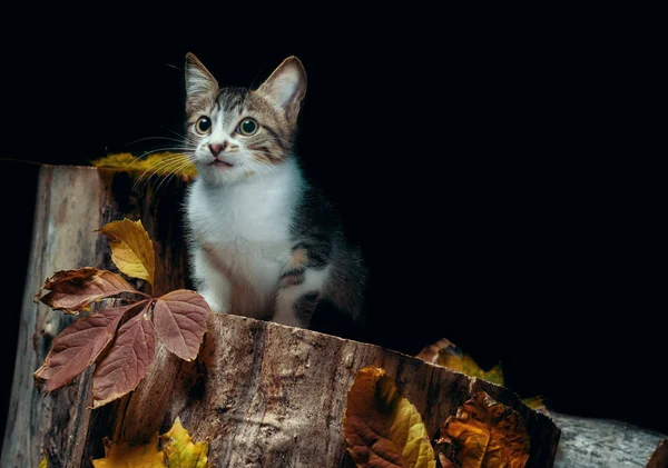 Chaton tabby sur une souche en bois avec des feuilles d'automne — Photo
