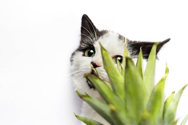 black and white cat nibbles on green leaves of pineapple