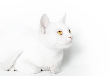 sarı gözlü beyaz bir kedi portresi hafif bir arka plan üzerinde kapatın