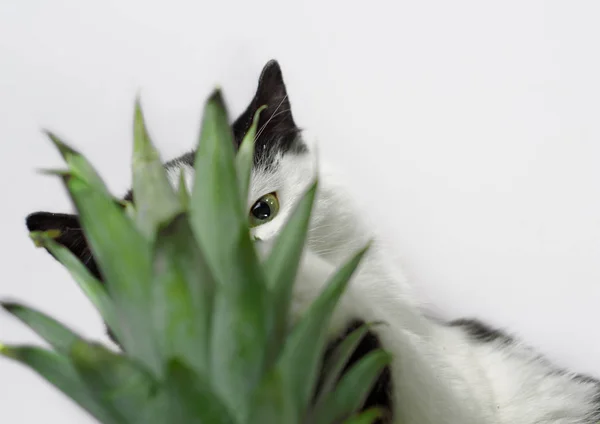 Black and white cat nibbles on green leaves of pineapple — Stock Photo, Image