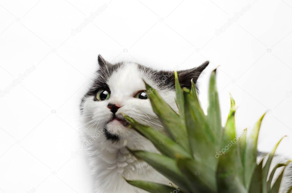 black and white cat nibbles on green leaves of pineapple