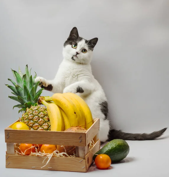 黒と白の毛皮とエキゾチックなフルーツ パイナップル バナナ ココナッツ アボカドとオレンジと緑の目を持つ子猫 — ストック写真