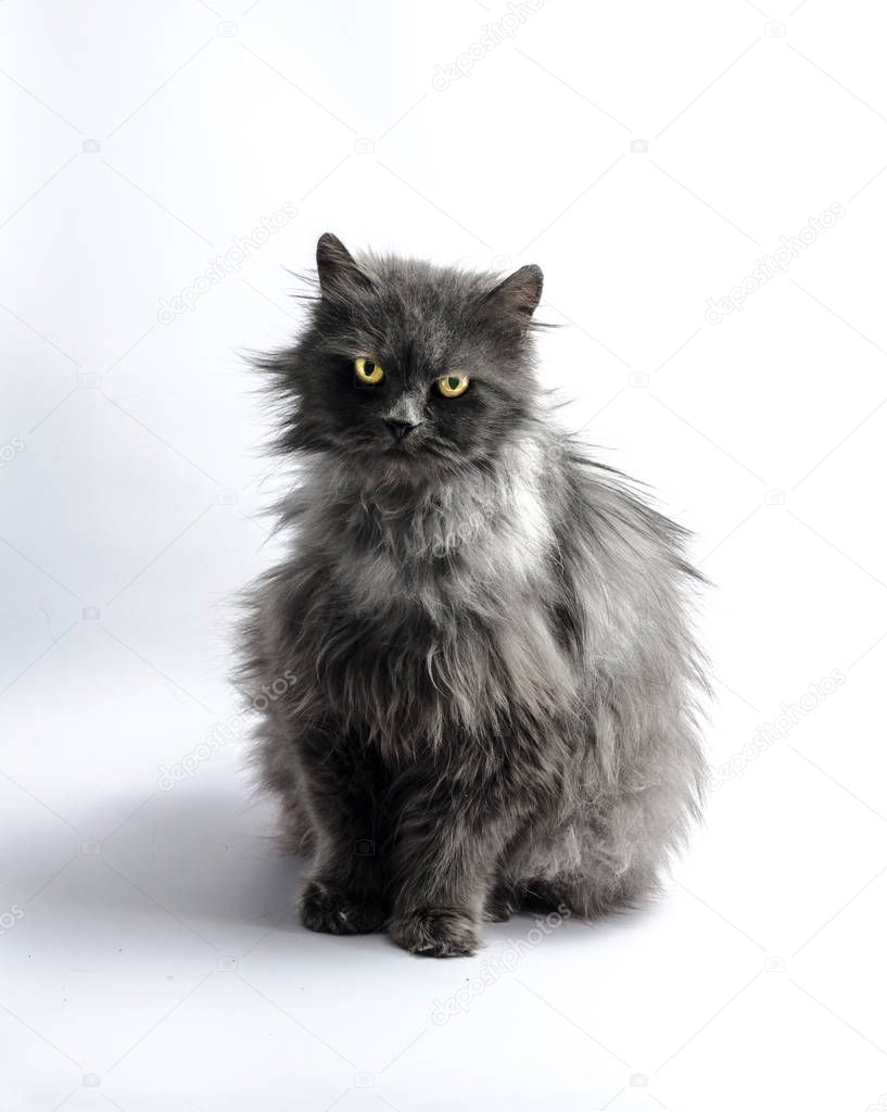 black shaggy longhair yellow-eyed cat looks reproachfully