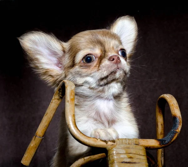 Retrato de un cachorro chihuhahua en una bicicleta de juguete de madera sobre un fondo marrón oscuro — Foto de Stock