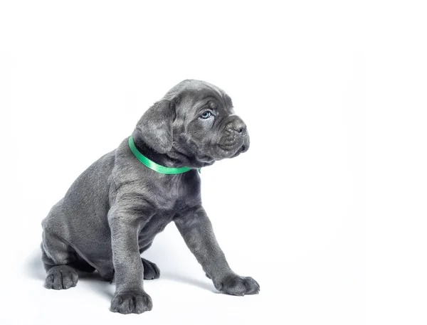 Kleine puppy hond van RAS canecorso op een witte achtergrond — Stockfoto