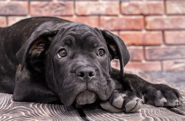 Canecorso zwarte puppy op bakstenen muur achtergrond close-up — Stockfoto