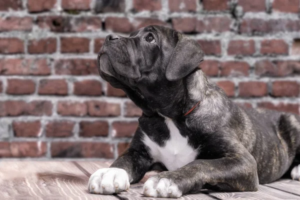 Canecorso cachorro negro sobre fondo de pared de ladrillo de cerca —  Fotos de Stock