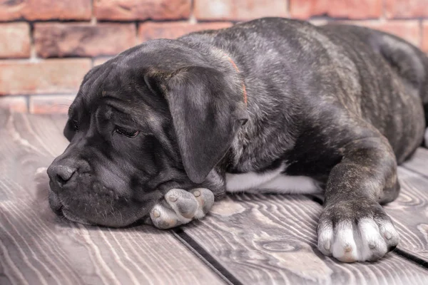 Canecorso black puppy on brick wall background close up — Stock Photo, Image