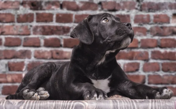 Canecorso cachorro negro sobre fondo de pared de ladrillo de cerca —  Fotos de Stock