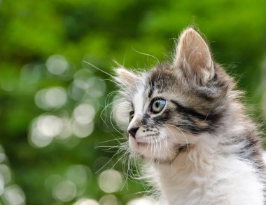yeşil yaprakların arka plan üzerinde bir kedi yavrusu yakın çekim portre 