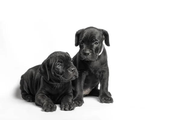 Paar kleine puppy hond van RAS canecorso op een witte achtergrond — Stockfoto
