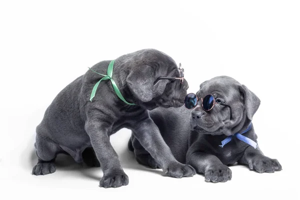 Paar kleine puppy hond van RAS canecorso op een witte achtergrond — Stockfoto