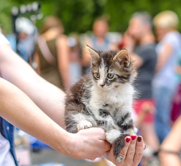 Îngrijire animale de companie pufos pisoi tabby pe brațele întinse de sex feminin cu un inel și manichiură roșie — Fotografie, imagine de stoc