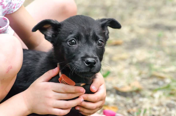 Cachorro de raça pura preto em mãos de crianças no gramado — Fotografia de Stock
