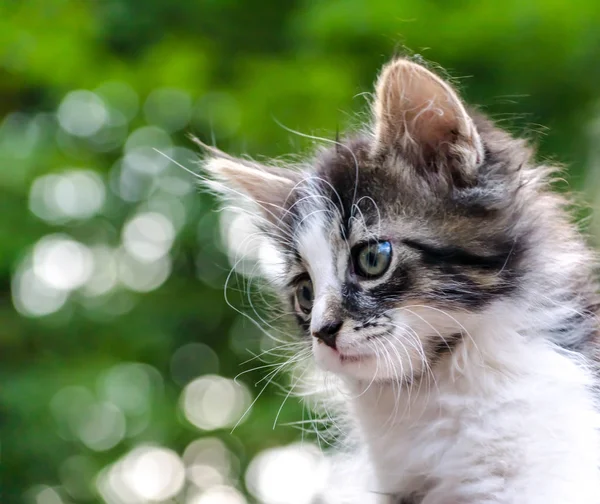 Close-up portrait of a kitten on a background of green foliage — Stock Photo, Image