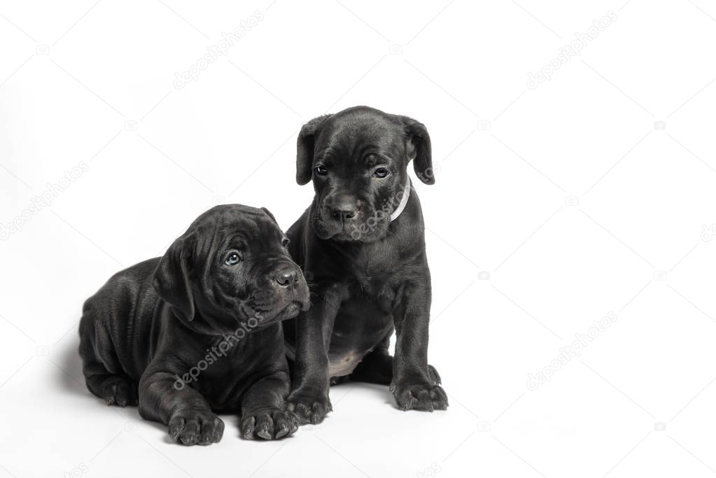 couple little puppy dog of breed canecorso on a white background
