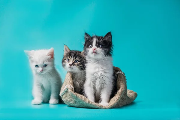 Dva koťata v pytli a jeden vedle pytle na tyrkysově pozadí — Stock fotografie